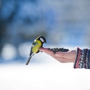 Vogelfutter selber machen