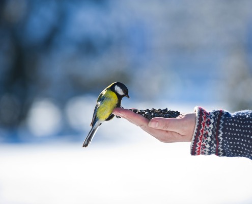 Vogelfutter selber machen