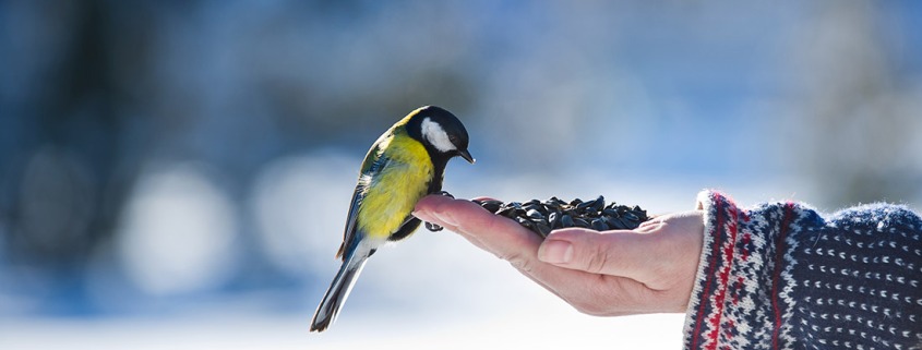 Vogelfutter selber machen